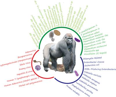 A review of Gabonese gorillas and their pathogens: Diversity, transfer and One Health approach to avoid future outbreaks?